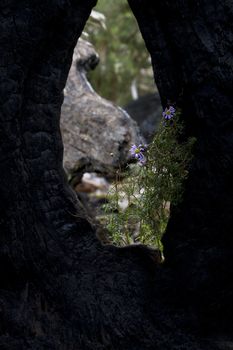 Hole in tree trunk frames blue flowers in Australia's Grampians National Park