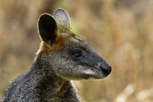 Wild wallaby with seasonal pollen and seeds in its fur at Tower Hill Reserve, Australia's first national park, located in Victoria.  Copy space available on horizontal image. 