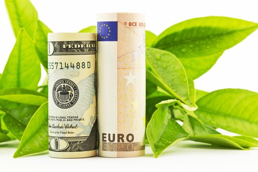 American dollar and European euro currency placed in front of fresh leaves, damp with dew, in horizontal image. 