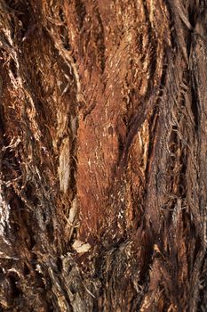 Interesting texture of bark of Forman eucalytus, a tree found in Western Australia