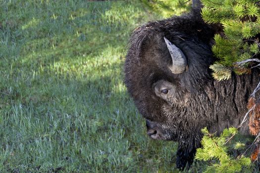 Large bison, covered with dust, dew, and pine needles, emerges from evergreen branches in Yellowstone National Park, USA