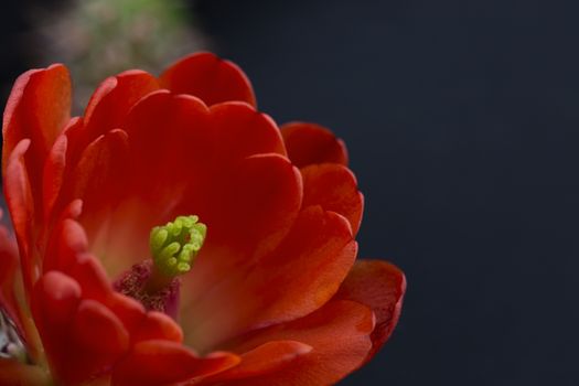 Close up of red hedgehog cactus blossom on black background.  Lotus like flower blooms in Sonoran desert of America's Southwest.  