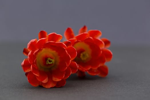 Horizontal image of two, red, hedgehog cactus flowers on gray background; shallow depth of field with selective focus on first blossom.