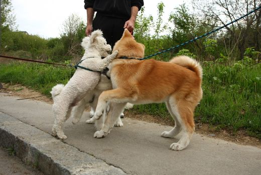 Puppies of Akita Inu ,Maltese and Samoyed enjoying in the game