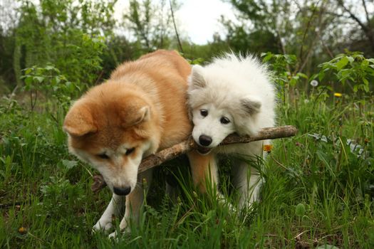 Puppies of Akita Inu and Samoyed enjoying in the game