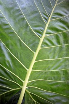 Natural background. Green Leaf Veins Close-up