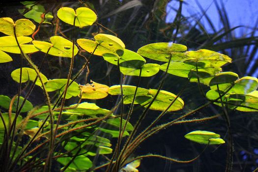 Underwater plant in the water stream