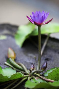 Lotus blossoms or water lily flowers blooming on pond