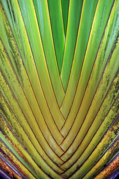 Green palm leaf. Natural background