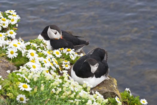 Atlantic puffin pair rests on cliffs covered with daisies at wild Latrabjarg Cliffs, Europe's largest bird cliffs, in Western Fjords region of Iceland.   