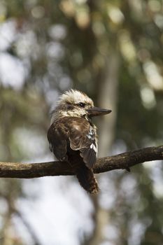 Shallow depth of field focus on kookaburra perched on limb in The Grampians near Boroka Lookout, a popular recreational destination in Victoria, Australia. 