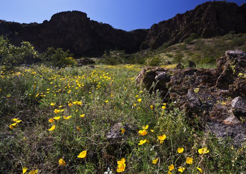 Wildflowers are accents of a meadow of poppies in bloom on mountain slopes at Picacho Peak State.  This unique, landmark park, well-noted for its desert flowers, is located north of Tucson in southern Arizona. 