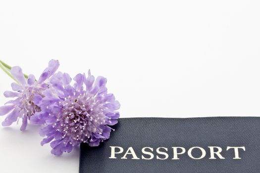 Blue and purple hues of delicate scabiosa butterfly blue flowers accent a passport placed on white background with copy space at top and right. 