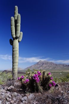 Hedgehog cactus in bloom and towering saguaro at Picacho Peak State.  This unique park is located north of Tucson in southern Arizona. 