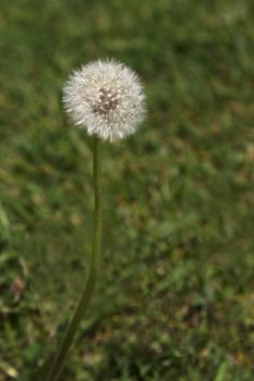 Fluffy seed head of dandelion growing on suburban lawn in vertical photograph