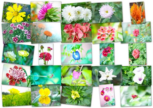 Collage of flowers