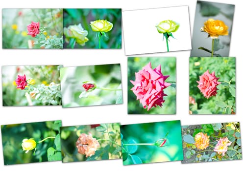 Collage of rose flowers
