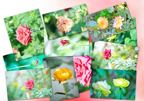 Collage of rose flowers