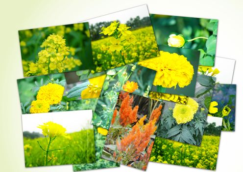 Collage of flowers