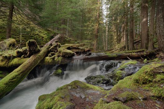Log Jam at Panther Creek Falls in Washington State Forest