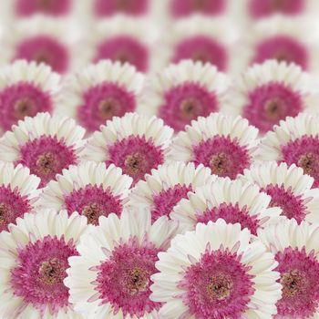 Pink and white gerbera flower, nature abstract background