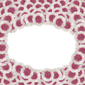 Pink and white gerbera flower, nature abstract background