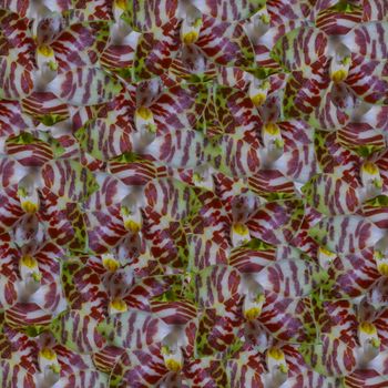 Nature red orchid flower background, Phalaenopsis amboinensis, on pattern abstract texture 