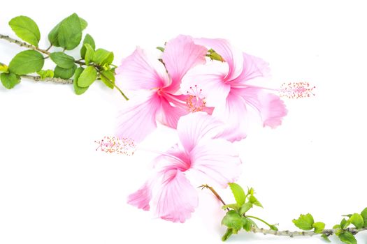 Colorful pink flower, Hibiscus isolated on white background