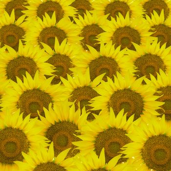 Beautiful yellow flower, sunflower pattern, nature abstract background