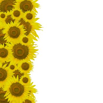 Beautiful yellow flower, sunflower pattern, nature abstract background