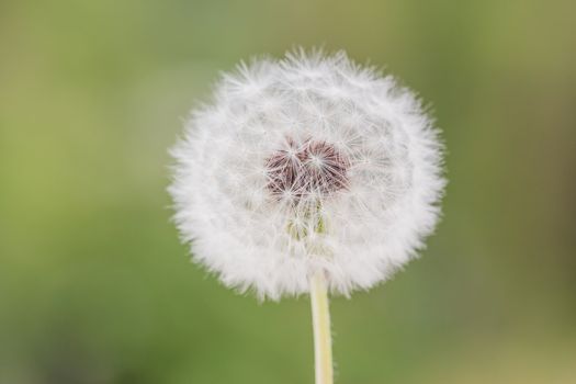 white dandelion closeup on green blurred grass background