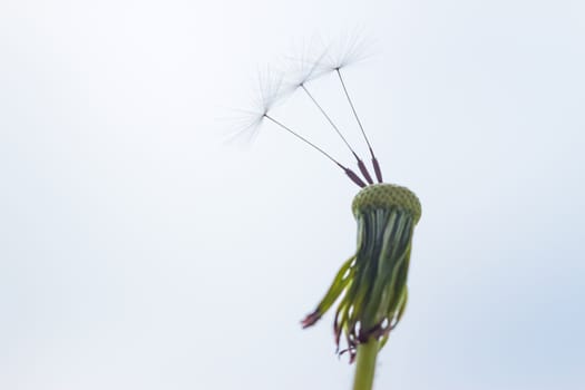 three last seeds on white dandelion with sky background