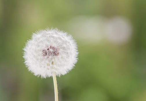 white dandelion closeup on green blurred grass background