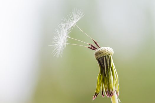 three last seeds on white dandelion with green grass background