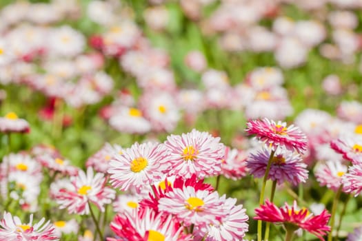 flowerbed with many bright pink summer flowers