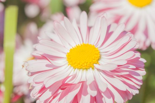 closeup bright pink summer flower can be used as background