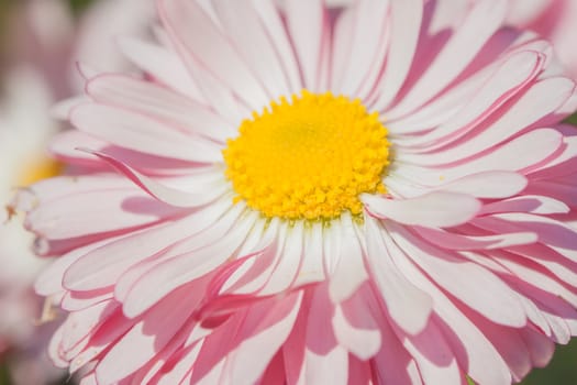 closeup bright pink summer flower can be used as background