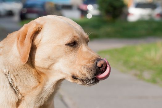 yellow labrador lick himself muzzle on blurred background