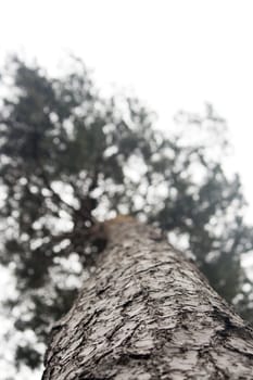 View up a tree trunck with top blurred