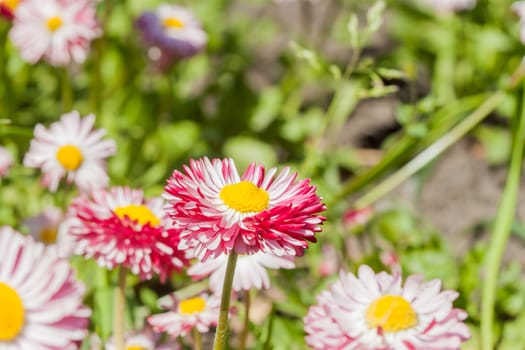 flowerbed with many bright pink summer flowers