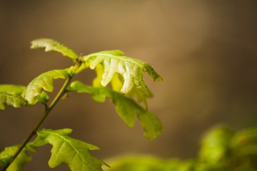 New Oak leaves appearing during a walk in Buckinghamshire woods