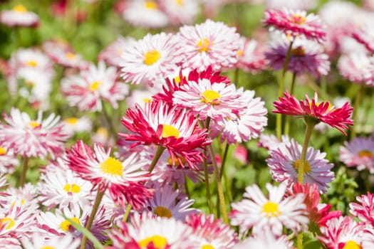 flowerbed with many bright pink summer flowers