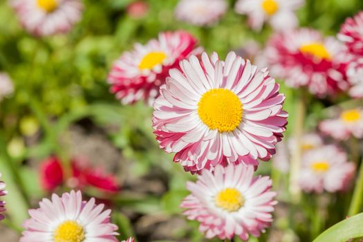 flowerbed with many bright pink summer flowers