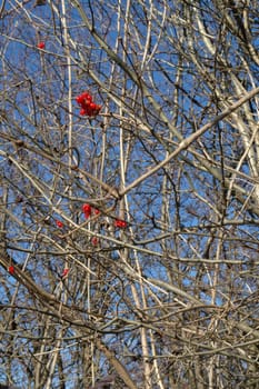 autumnal berries on a twigs