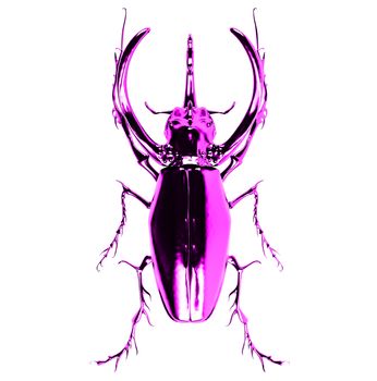 pink  rhinoceros beetle. 3D rendering