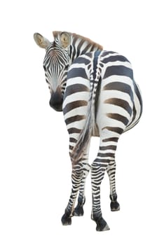 zebra isolated on white background