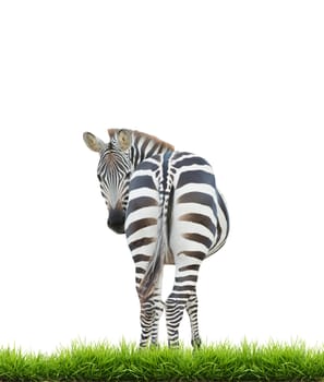  zebra with green grass isolated on white background