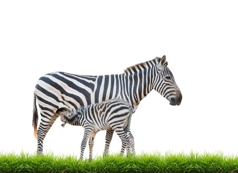 Zebra was breastfeeding isolated on white background