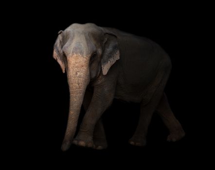 female asia elephant in the dark night
