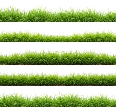 fresh spring green grass isolated on white background